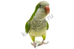 Калита монах (Myiopsitta monachus) зеленые