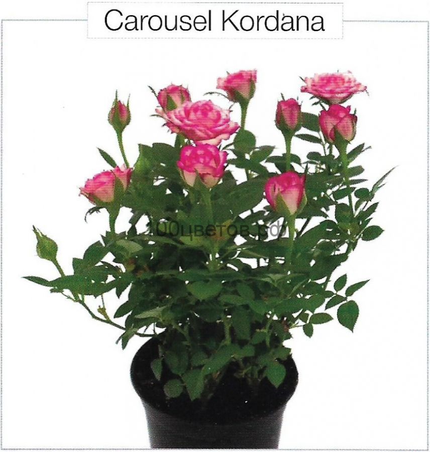 Роза горшечная "CAROUSEL KORDANA"