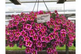 КАЛИБРАХОА MINIFAMOUS RAVE PINK HAWAII (Я)