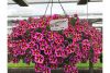 КАЛИБРАХОА MINIFAMOUS RAVE PINK HAWAII