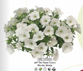 КАЛИБРАХОА+ПЕТУНИЯ THE POWER SISTERS WONDER WENDY (Я)