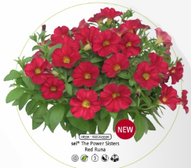 КАЛИБРАХОА+ПЕТУНИЯ THE POWER SISTERS RED RUNA (Я)