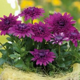 ОСТЕОСПЕРМУМ FLOWER POWER 3D PURPLE (Я)