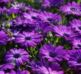 ОСТЕОСПЕРМУМ FLOWER POWER BLUE