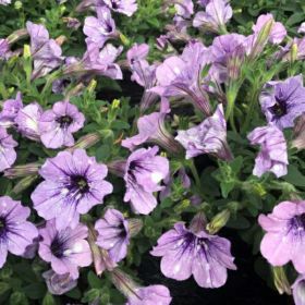 ПЕТУНИЯ FAMOUS LAVENDER SKY