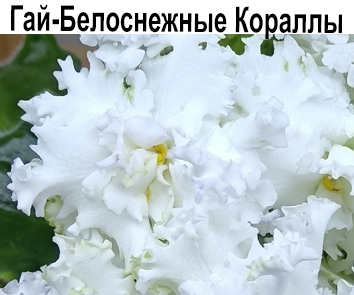 Гай-Белоснежные Кораллы (О.Гайфуллина).НОВИНКА КАТАЛОГА!