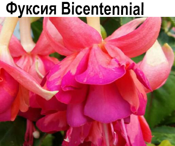 Фуксия Bicentennial ампель