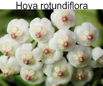 Хойя rotundiflora