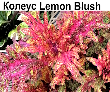 Колеус Lemon Blush  НОВИНКА КАТАЛОГА!