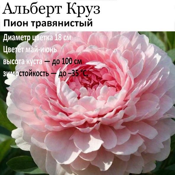 Пион Альберт Круз
