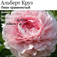 Пион Альберт Круз