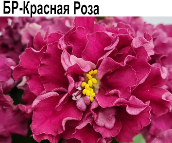 БР-Красная Роза (Буркацкие)