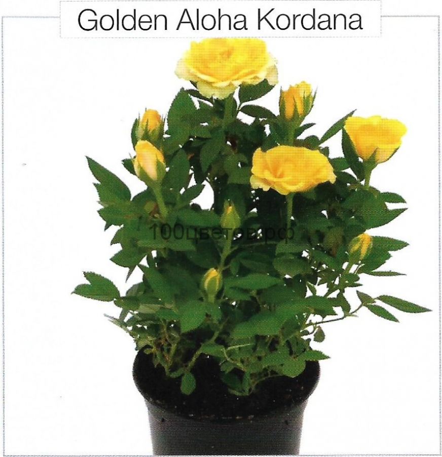 Роза горшечная "GOLDEN ALOHA KORDANA"