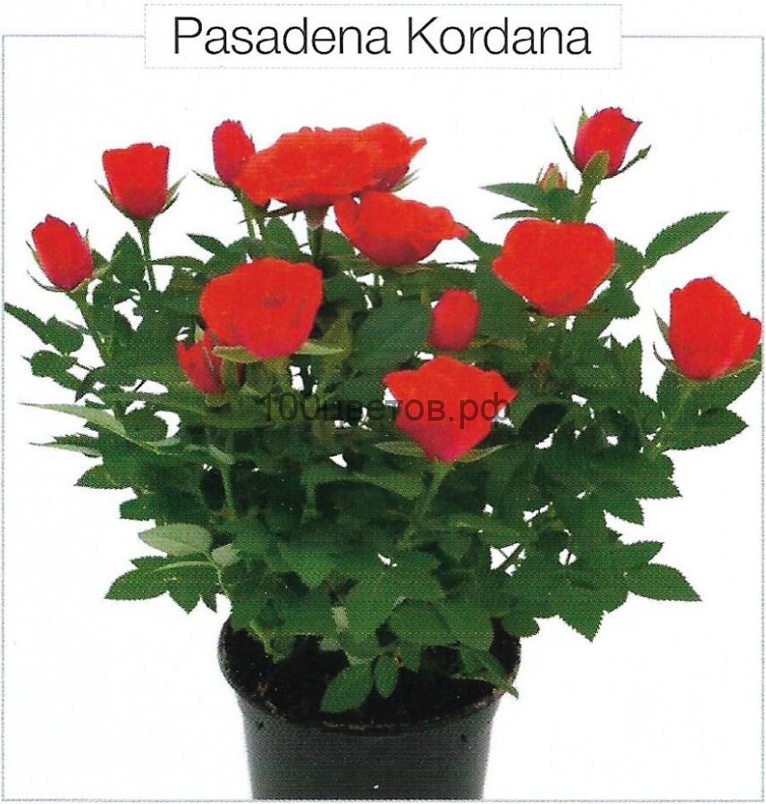 Роза горшечная "PASADENA KORDANA"