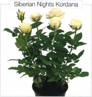 Роза горшечная "SIBERIAN NIGHTS KORDANA"