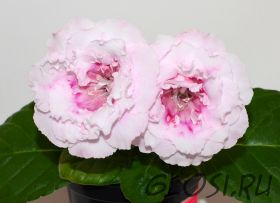 ЕН-Французский Зефир (сел.Е.Николаева) Новинка 2025! Ароматный!