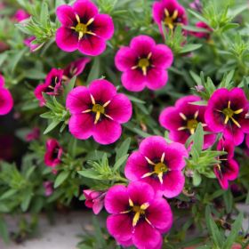 КАЛИБРАХОА Cabaret® Early Bumble Bee Hot Pink