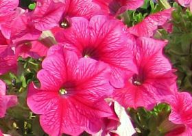 ПЕТУНИЯ Fanfare® Hot Rose