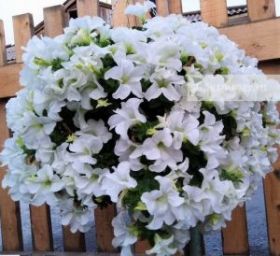 ПЕТУНИЯ Fanfare® White (Я)