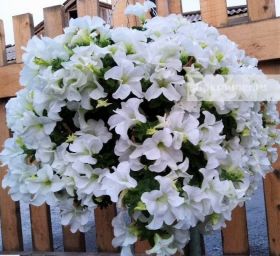 ПЕТУНИЯ Fanfare® White
