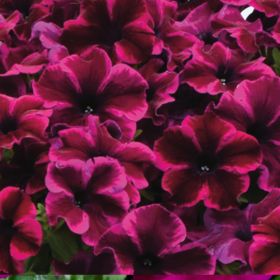 ПЕТУНИЯ GO!Tunia® Cosmic Purple