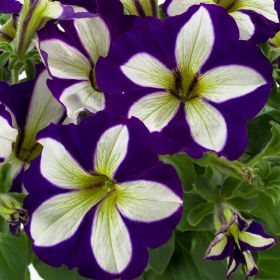 ПЕТУНИЯ GO!Tunia® Lucky Lilac