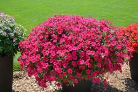 ПЕТУНИЯ Viva® Fuchsia (Я)