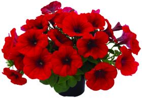 ПЕТУНИЯ Viva® Red