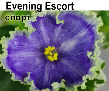 Evening Escort спорт  (LLG/Sorano)