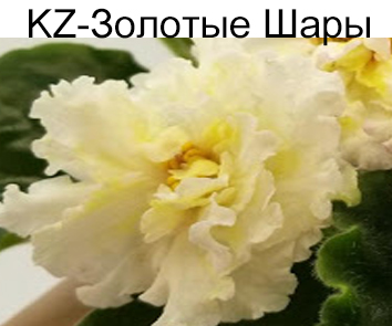 KZ-Золотые Шары (Заикина)