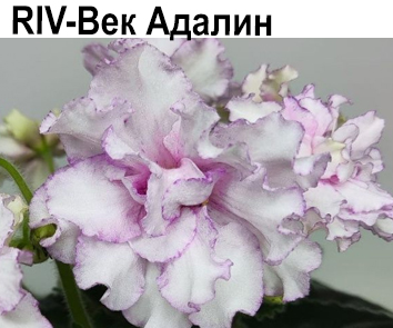 RIV-Век Адалин (И.Растегаева)  НОВИНКА КАТАЛОГА!