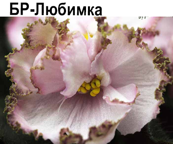 БР-Любимка (Буркацкие)  НОВИНКА КАТАЛОГА!