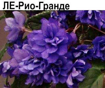 ЛЕ-Рио-Гранде (Лебецкая)  НОВИНКА КАТАЛОГА!