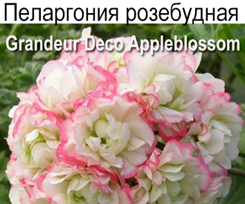 Пеларгония розебудная Appleblossom