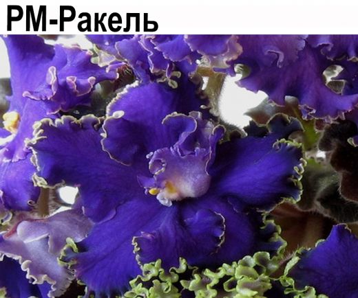 РМ-Ракель (Скорнякова)  НОВИНКА КАТАЛОГА!