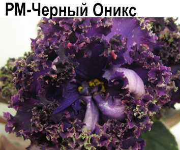 РМ-Черный Оникс (Скорнякова)