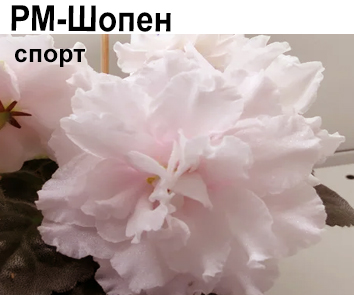 РМ-Шопен (Н.Скорнякова) розовый спорт