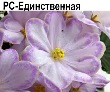 РС-Единственная (Репкина)