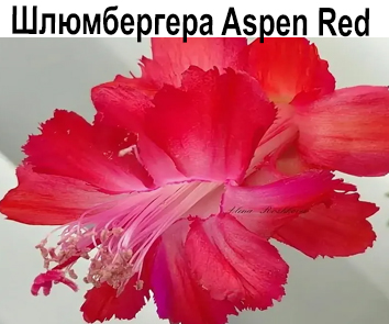 Шлюмбергера Aspen Red  НОВИНКА