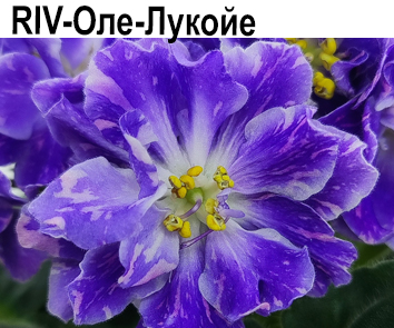 RIV-Оле-Лукойе (Шумилина/Корнев). НОВИНКА