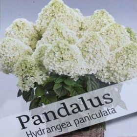 Гортензия метельчатая PANDALUS