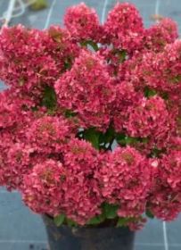 Гортензия метельчатая PETITE CHERRY