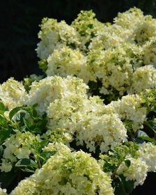 Гортензия метельчатая PETITE STAR