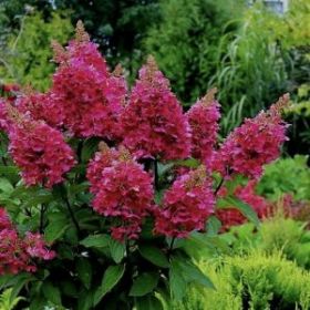 Гортензия метельчатая WIMS RED