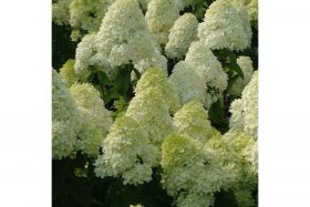 Гортензия метельчатая SELECTION