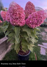 Гортензия метельчатая Forever and ever White Pink