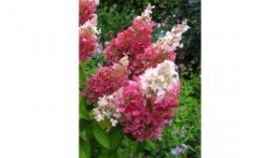 Гортензия метельчатая Forever and ever White Red (М-А)