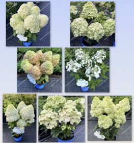 Гортензия метельчатая BLOOMULUS CUMULUS (М-А)