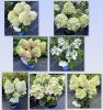 Гортензия метельчатая BLOOMULUS STRATUS