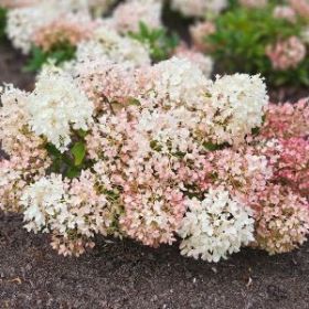 Гортензия метельчатая Groundbreaker (М-А)